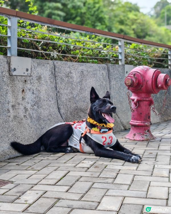 糖糖最愛😍寵物公園🐕‍🦺🐾