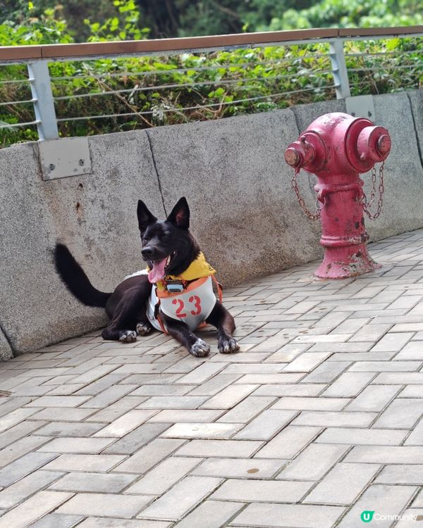 糖糖最愛😍寵物公園🐕‍🦺🐾