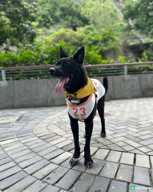 糖糖最愛😍寵物公園🐕‍🦺🐾