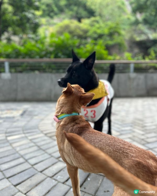 糖糖最愛😍寵物公園🐕‍🦺🐾