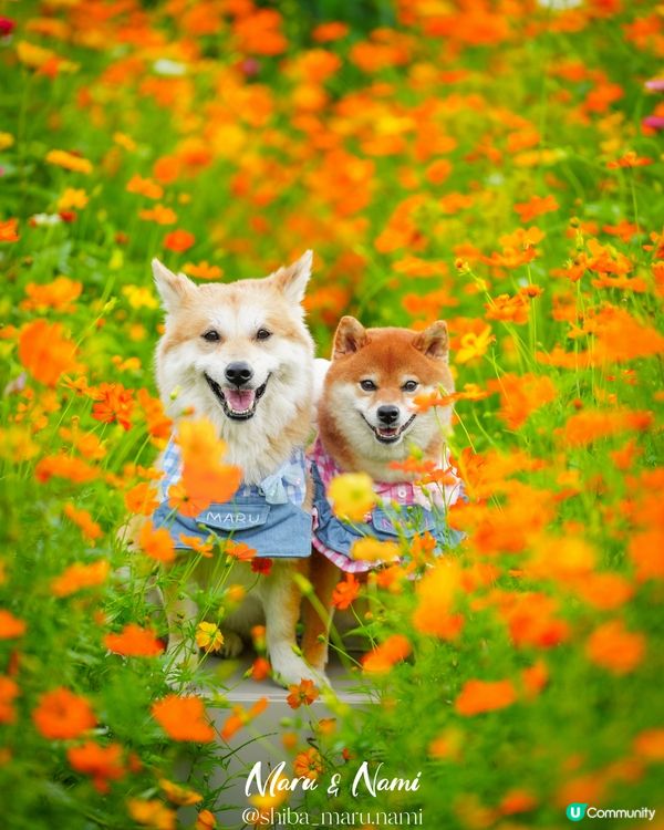 信芯園農莊花海🌼