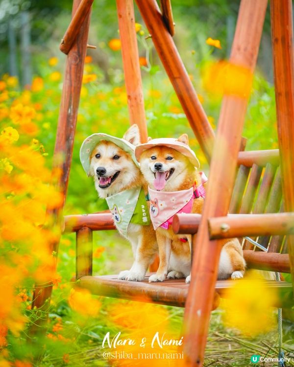 信芯園農莊花海🌼