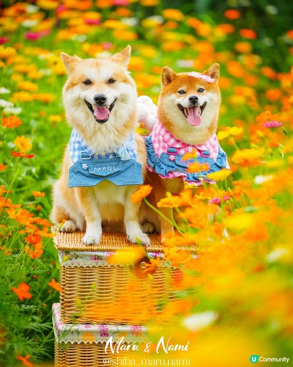 信芯園農莊花海🌼