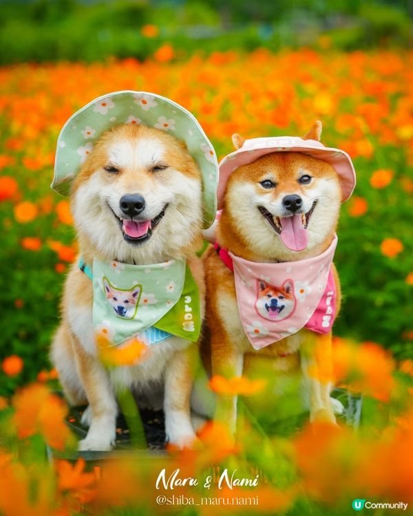 信芯園農莊花海🌼