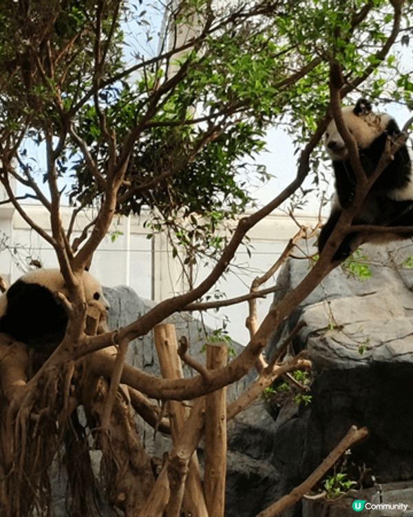 最喜歡去海洋公園可以看可愛的大熊貓，及玩機動遊戲，風景亦很優...
