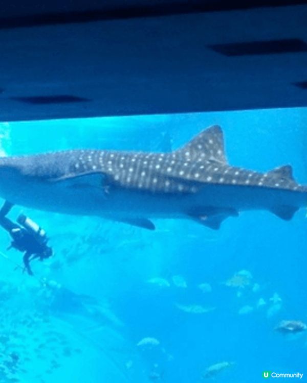 沖繩必打卡！沖繩美麗海水族館，全球最大級別嘅巨型水族館！