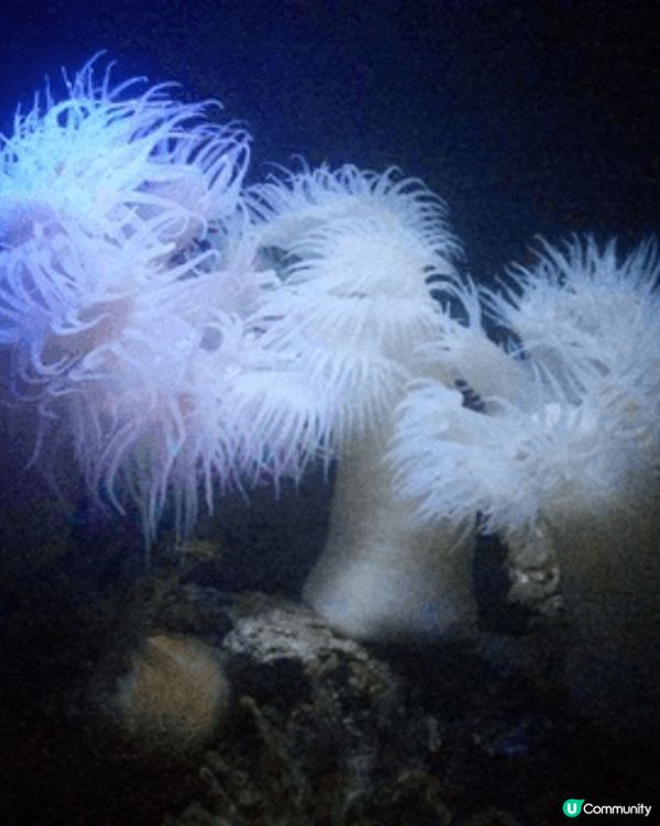 沖繩必打卡！沖繩美麗海水族館，全球最大級別嘅巨型水族館！