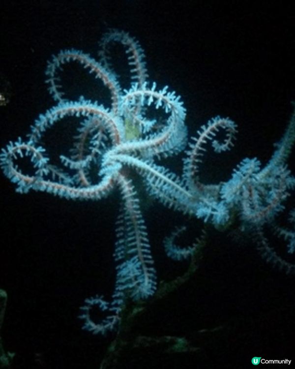 沖繩必打卡！沖繩美麗海水族館，全球最大級別嘅巨型水族館！