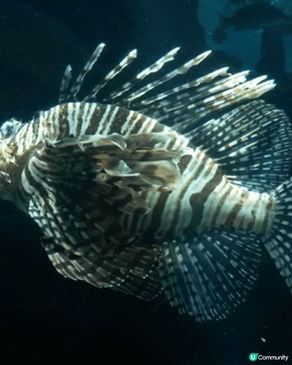 沖繩必打卡！沖繩美麗海水族館，全球最大級別嘅巨型水族館！
