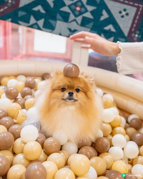 🐶☕️🐶 寵物咖啡拉花💯🎨 | 啟德親子避世🏠🌳