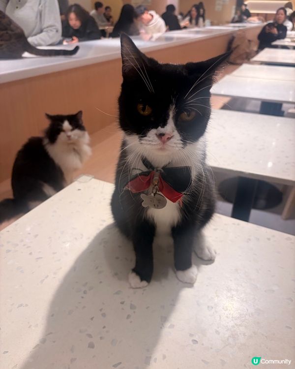 荔枝角貓cafe！🐾🐈🐱