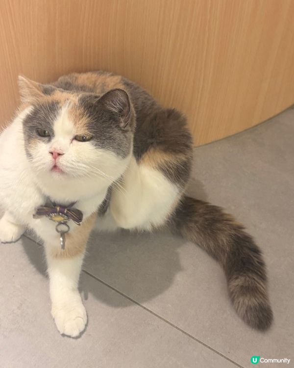 荔枝角貓cafe！🐾🐈🐱