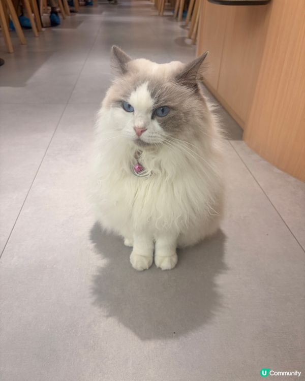 荔枝角貓cafe！🐾🐈🐱