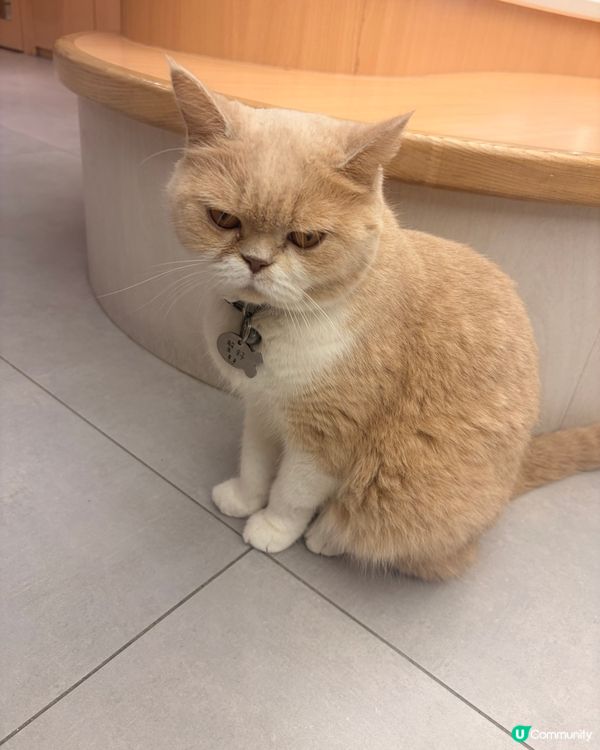 荔枝角貓cafe！🐾🐈🐱