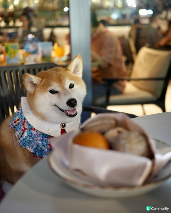 🐶著靚靚去酒店食晚餐🏨
