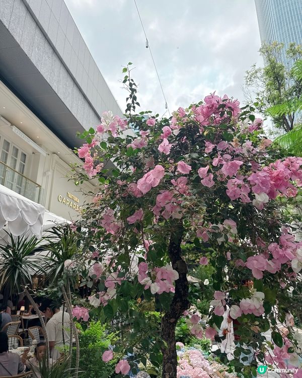 南山新開綱紅意大利Cafe 