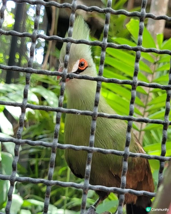 深圳野生動物園🌲動物好得意🦁，大人小朋友都鍾意🥰