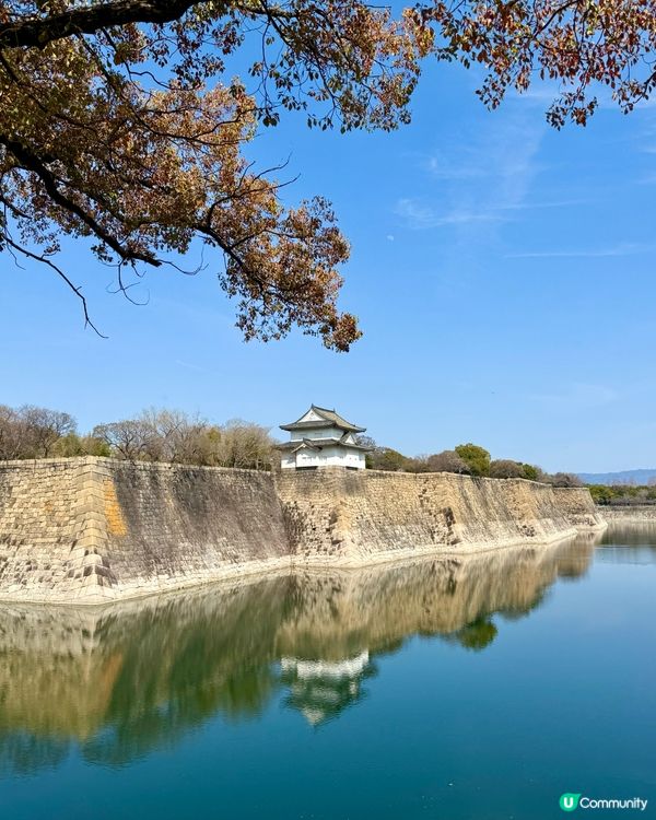 大阪城櫻花