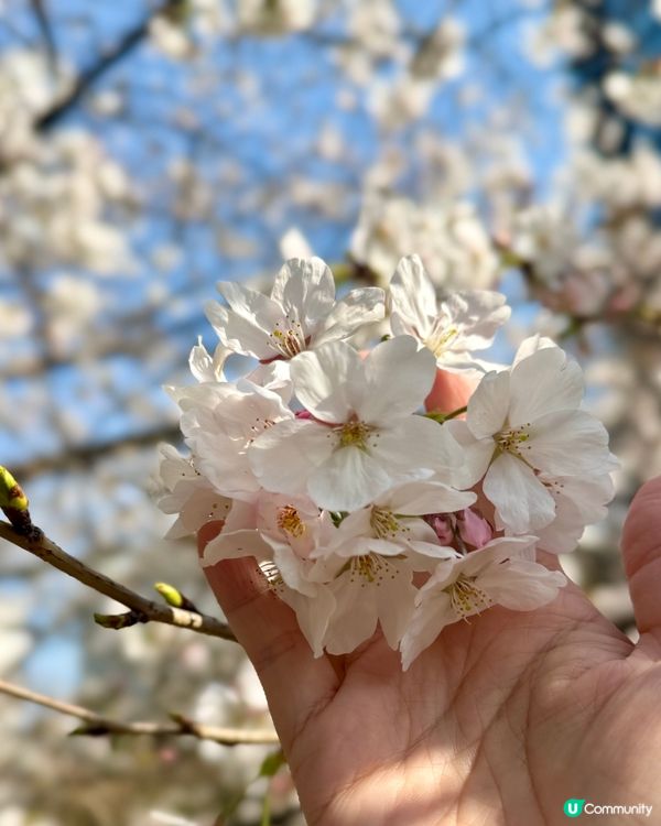 大阪城櫻花