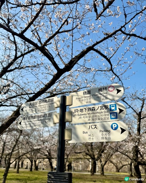 大阪城櫻花