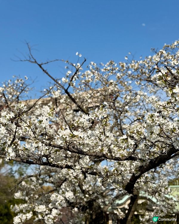 大阪城櫻花