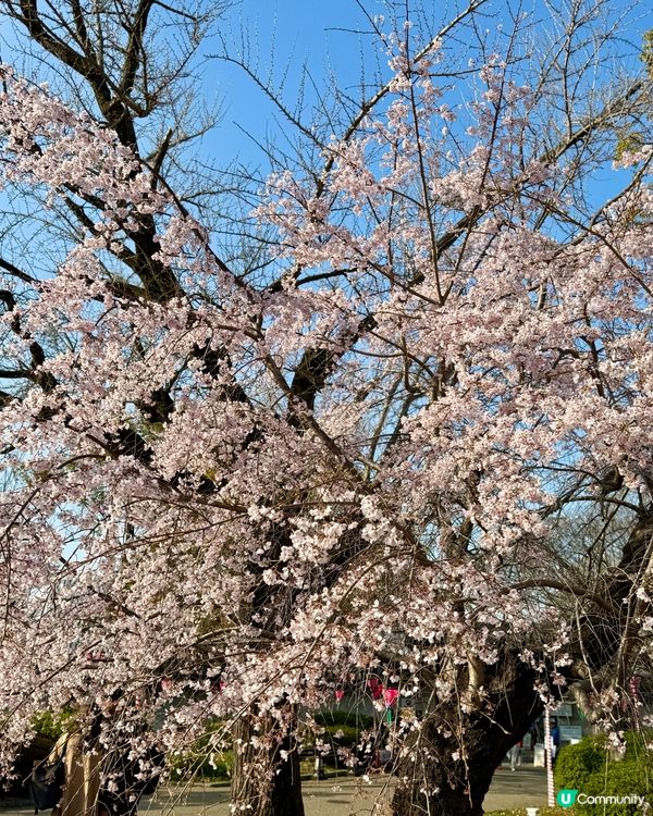 大阪城櫻花