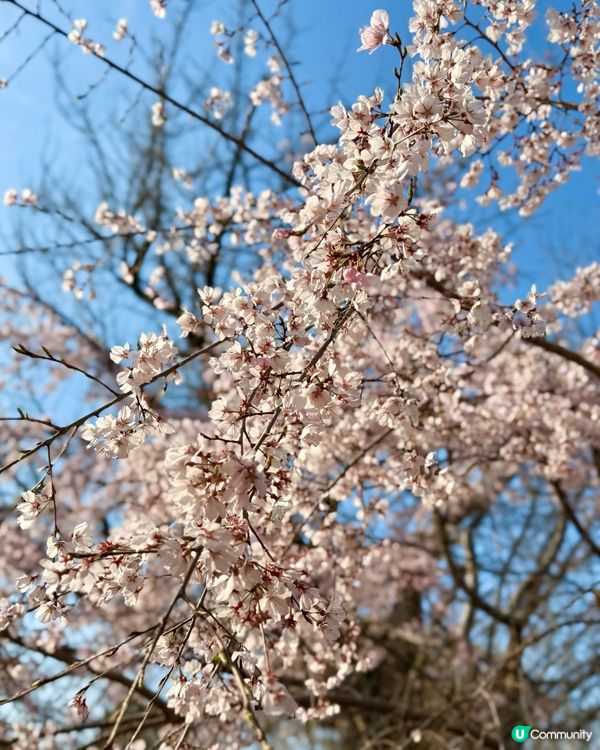 大阪城櫻花
