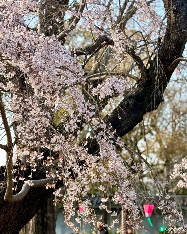 大阪城櫻花