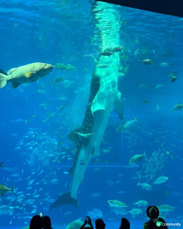 沖繩親子必去美麗海水族館🐟🫍🩵
