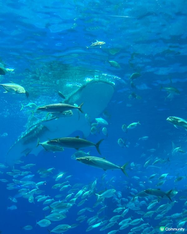 沖繩親子必去美麗海水族館🐟🫍🩵