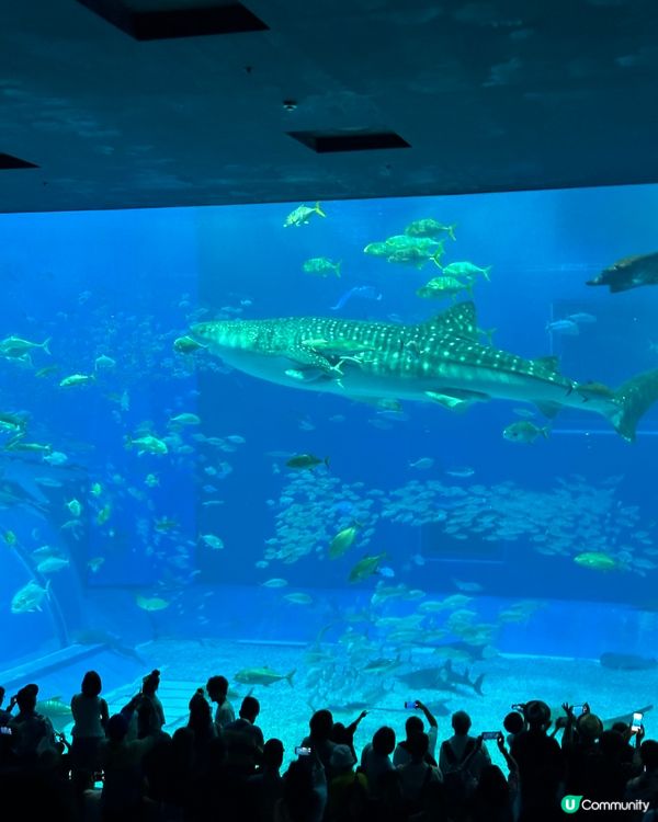 沖繩親子必去美麗海水族館🐟🫍🩵