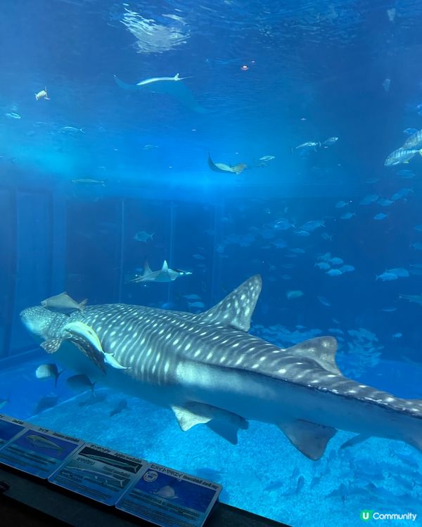 沖繩親子必去美麗海水族館🐟🫍🩵