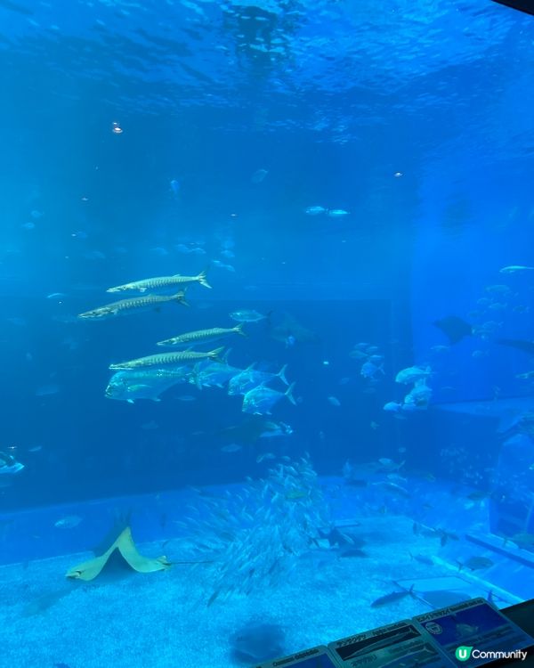 沖繩親子必去美麗海水族館🐟🫍🩵