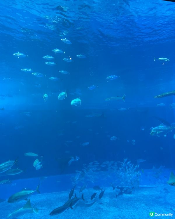 沖繩親子必去美麗海水族館🐟🫍🩵