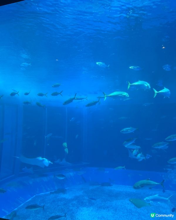 沖繩親子必去美麗海水族館🐟🫍🩵