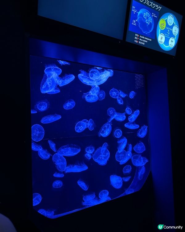 沖繩親子必去美麗海水族館🐟🫍🩵