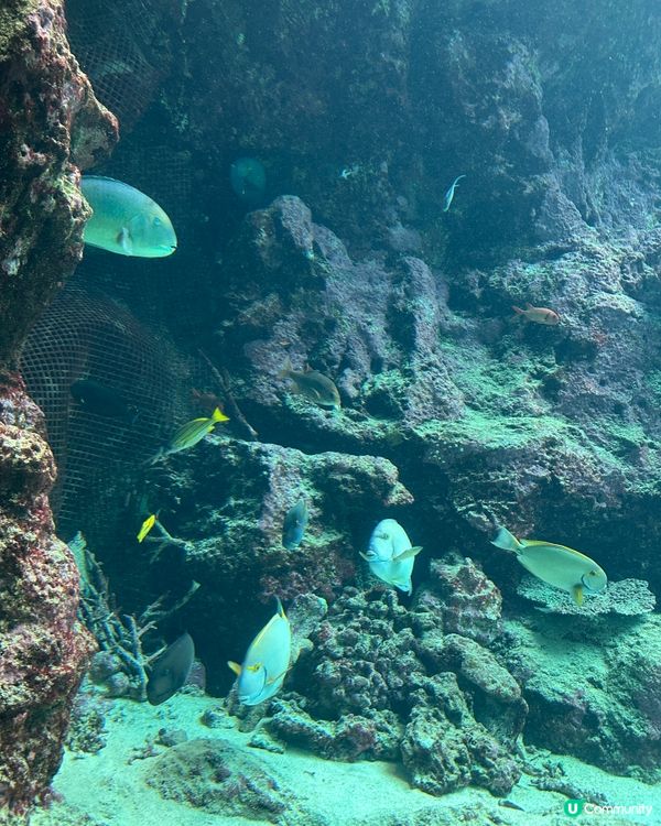 沖繩親子必去美麗海水族館🐟🫍🩵