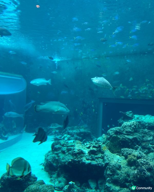 沖繩親子必去美麗海水族館🐟🫍🩵