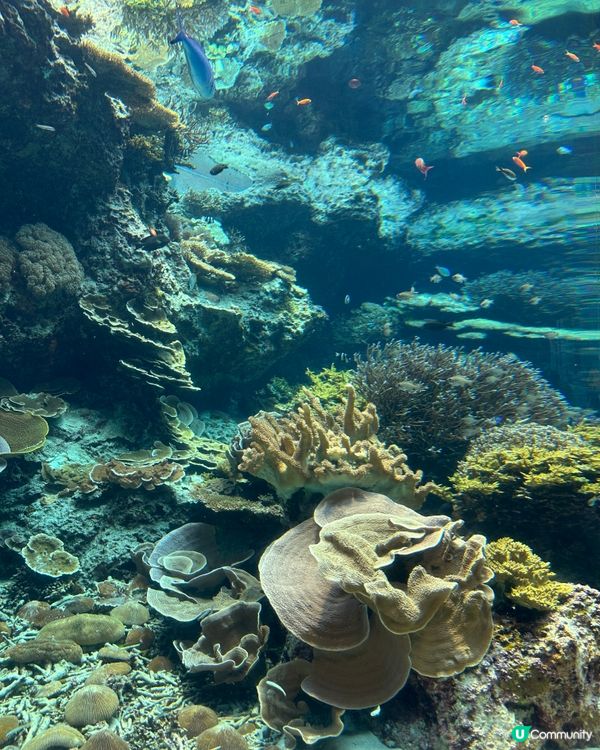 沖繩親子必去美麗海水族館🐟🫍🩵