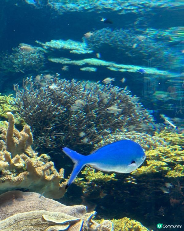 沖繩親子必去美麗海水族館🐟🫍🩵