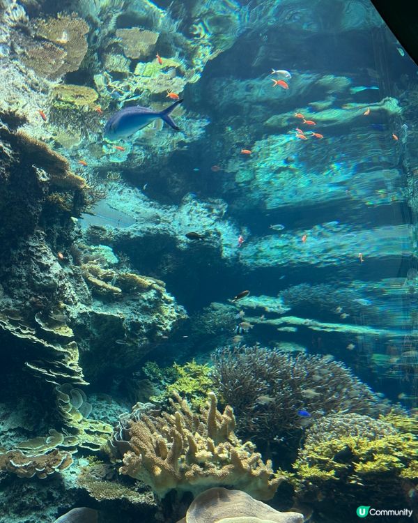 沖繩親子必去美麗海水族館🐟🫍🩵