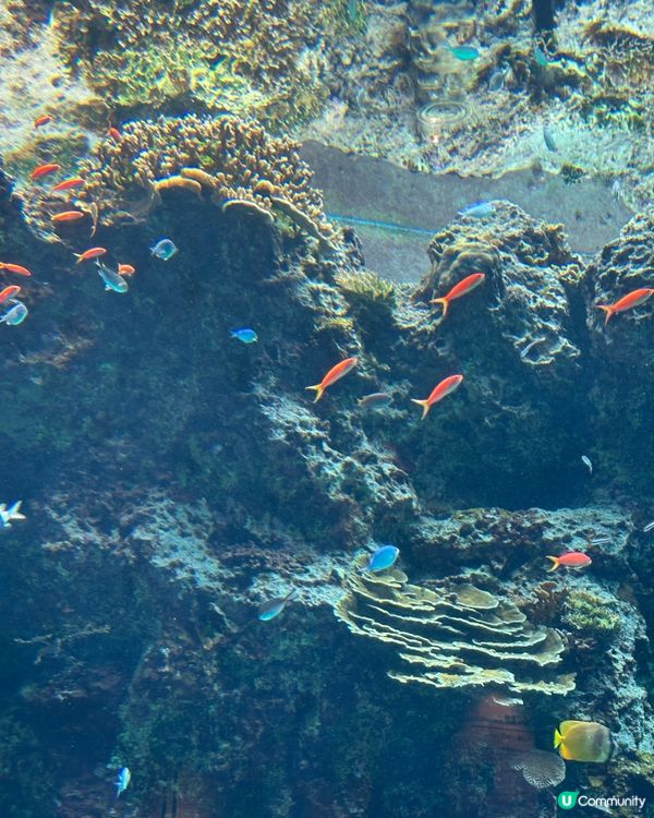 沖繩親子必去美麗海水族館🐟🫍🩵