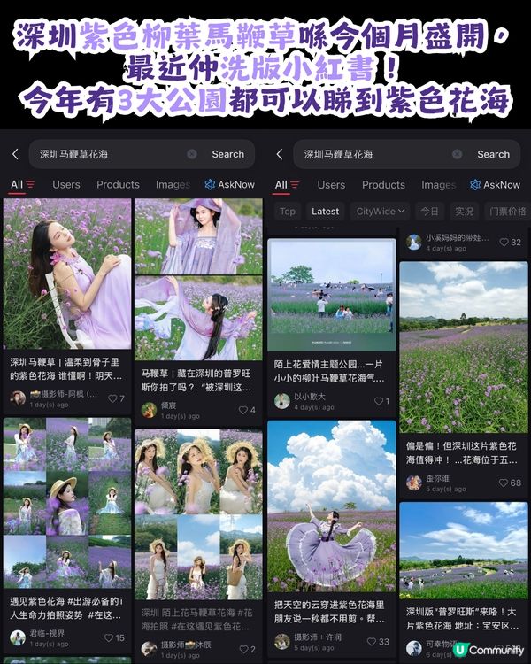 深圳3大紫色馬鞭草花海💜4-5月花期必去