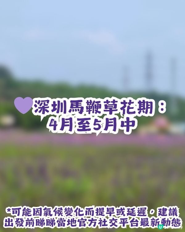 深圳3大紫色馬鞭草花海💜4-5月花期必去
