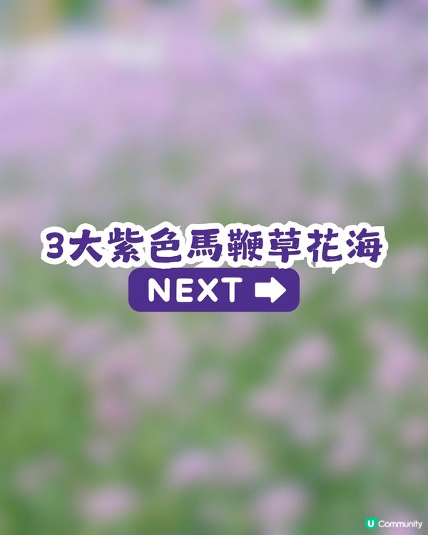 深圳3大紫色馬鞭草花海💜4-5月花期必去