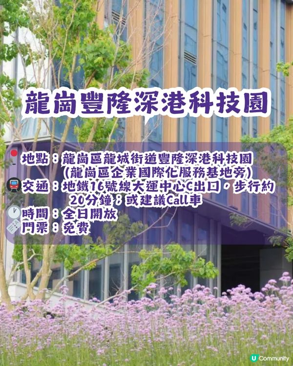 深圳3大紫色馬鞭草花海💜4-5月花期必去