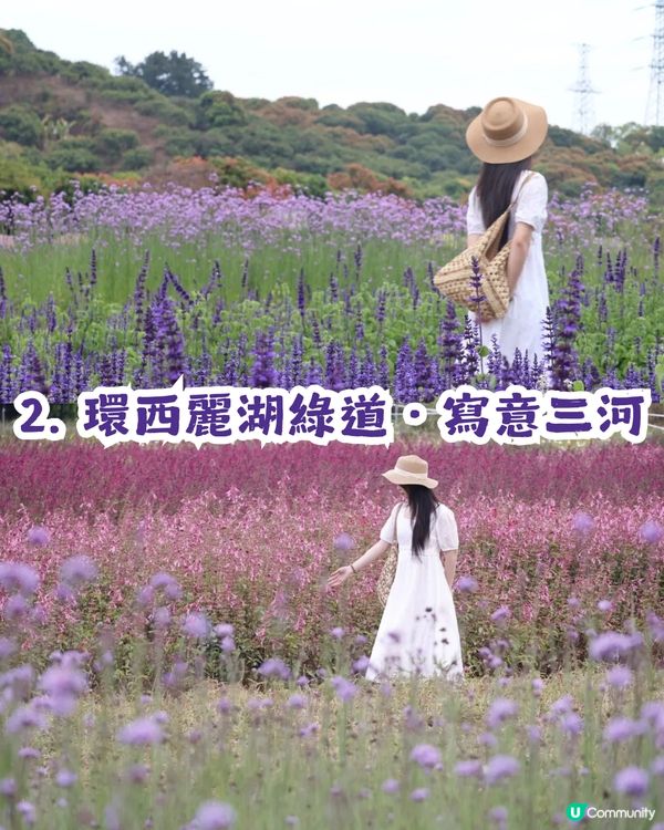深圳3大紫色馬鞭草花海💜4-5月花期必去