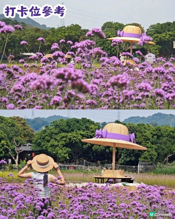 深圳3大紫色馬鞭草花海💜4-5月花期必去