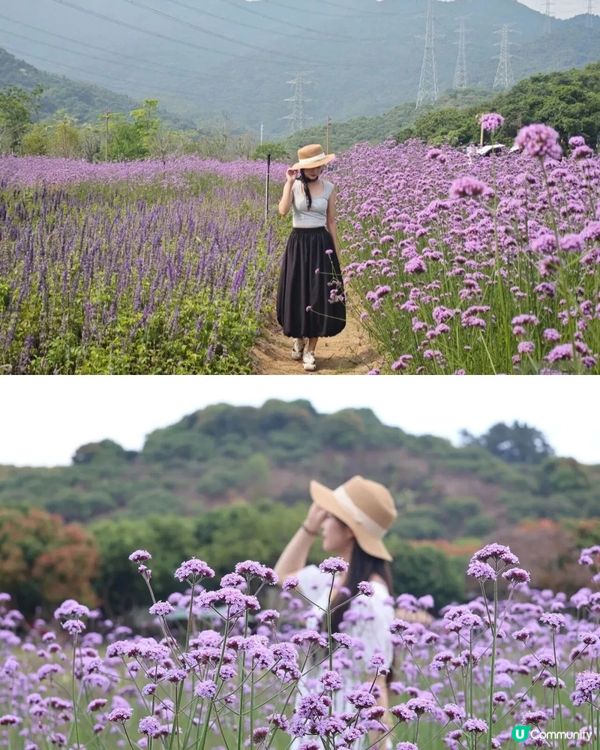 深圳3大紫色馬鞭草花海💜4-5月花期必去
