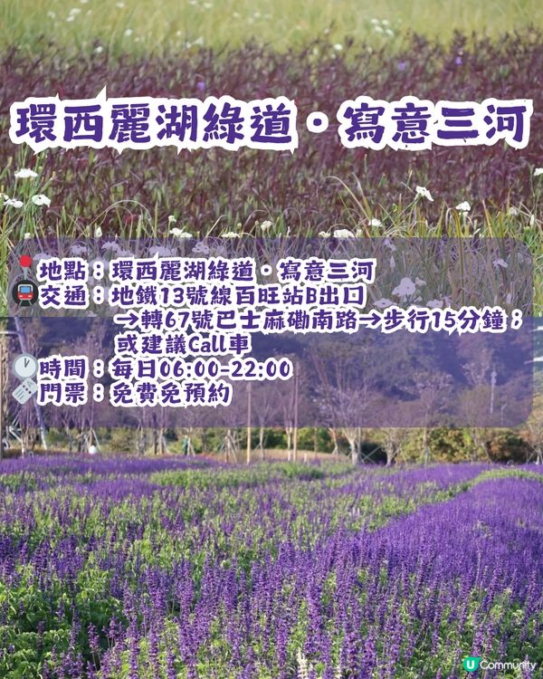 深圳3大紫色馬鞭草花海💜4-5月花期必去